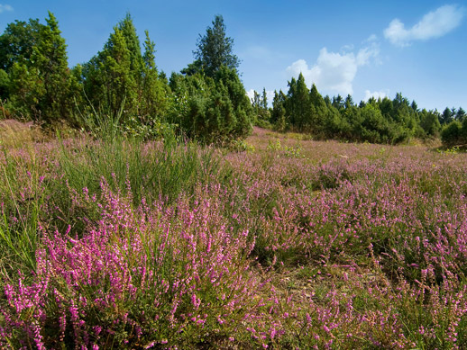 Wacholderheide bei Branscheid
